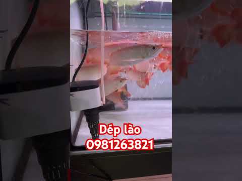 5.5 củ cho ae cọc trước 28/9 giao cá lúc sz 18-20cm