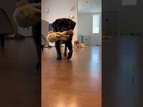 柴犬とパグが遊ぶ癒しの瞬間まとめ サムネイル