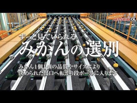 【ずっと見ていられる】みかんの選別BGV【みかんのことなら「のま果樹園」】