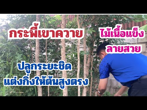 กระพี้เขาควายไม้เนื้อแข็งแก่