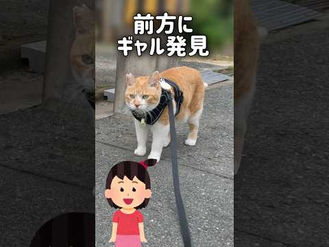 ギャル好きな猫#元野良猫チャチャ #猫武将 #チャチャ #ねこ #ネコ #猫 #cat