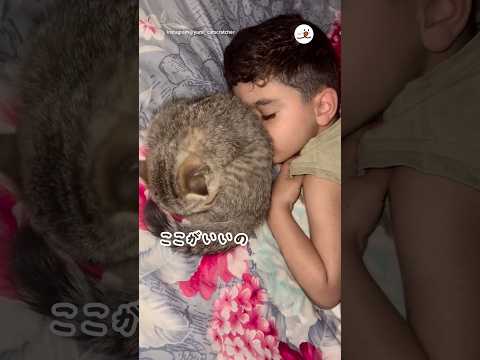 猫の動画サムネイル - 何がなんでも密着していたい猫｜PECO