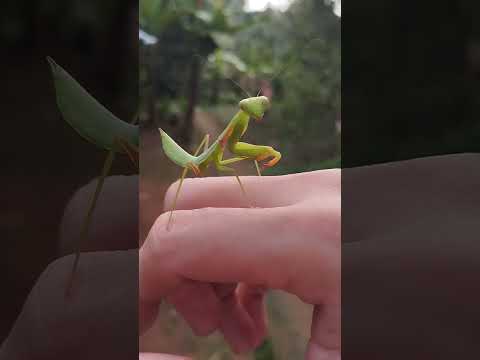 jurus congcorang #mantis #congcorang #serangga #shorts