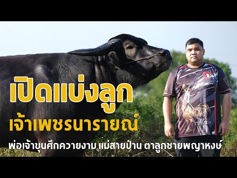 เปิดแบ่งลูกๆเจ้าเพชรนารายณ์พ