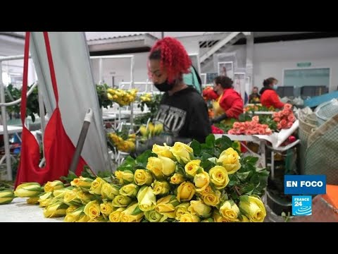 Rosas colombianas por San Valentín: el impacto social detrás de la recolección • FRANCE 24 Español