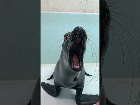 今日のオタリア「ゆめ」の様子と元気な姿をチェック サムネイル