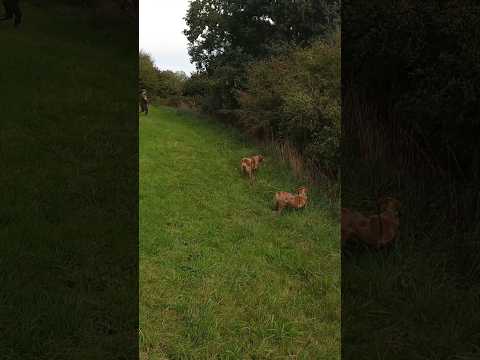 Premier et seul lièvre de la saison. Après un super travail des chiens!