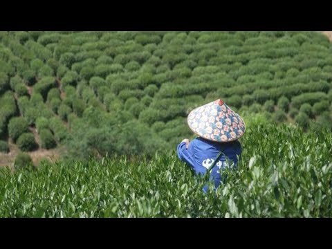 Thé chinois en péril : le changement climatique diminue les récoltes et change le goût • FRANCE 24