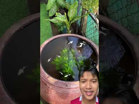 Pot Bunga Isi Ikan‼️ #shorts #flower #fish