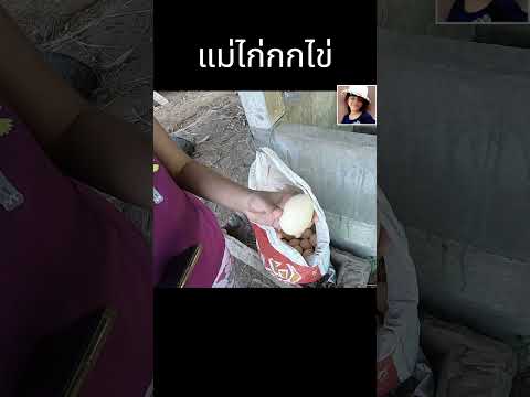 แม่ไก่ออกไข่ดกมากขอไข่ไปกินหน