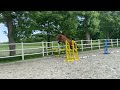 حصان القفز VERKOCHT Kwaliteitsvol springpaard