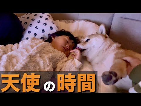 柴犬＆１歳の子供たちと過ごせる時間は、長いようで意外と短い