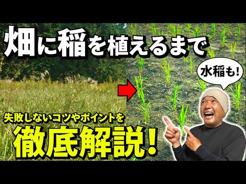 【永久保存版】水稲／陸稲の田植え完了までを完全解説‼︎（※実践あり）