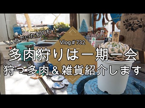 【Vlog732】【多肉植物】多肉狩りは一期一会💎狩っ多肉＆雑貨＆いただいたもの紹介します【感謝】