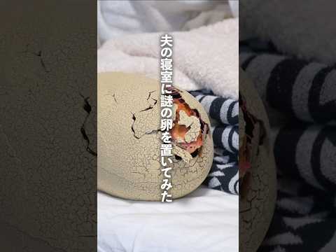 寝ている夫の枕元に巨大卵を置いて孵化させてみた！ #shorts
