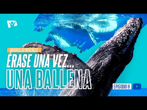 ÉRASE UNA VEZ... UNA BALLENA  Maravillas Increíbles 8