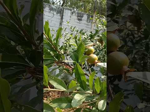 Realty 🌹 #motivation #success #poetry #viralvideo #youtube #shorts