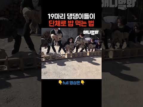 댕댕열차 지나갑니다~ #애니멀봐 #shorts