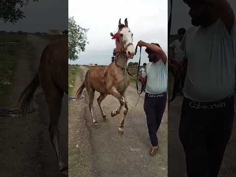 "Red Horse Ka Dance Dekh Kar Log Hairaan! 🔥🐎Aisa Dance Pehli Baar Dekha! Red Horse Ka Swag #shorts