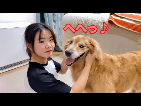 姉の理不尽なイタズラにも、つい笑顔で対応しちゃう大型犬クッキー【ゴールデンレトリバーとミニチュアダックスフンド】