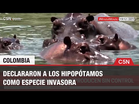 La CRISIS en COLOMBIA por los HIPOPÓTAMOS de PABLO ESCOBAR