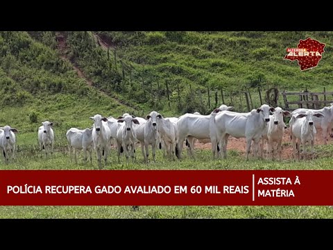 Polícia recupera gado furtado em Brás Pires