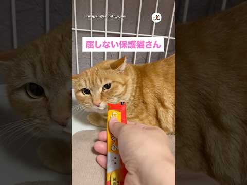 猫の動画サムネイル - 【保護猫】ペロッとしたら負けだと思ってる｜PECO