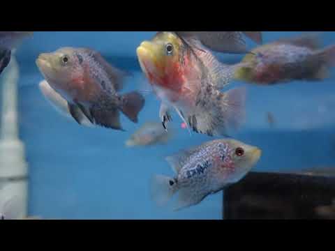 Revitalising my daphnia culture with sourdough sta Merch store_
http_//rumballsfishroom.theprintbar.com/home

Official sponsor_
https_//www.carinepetce