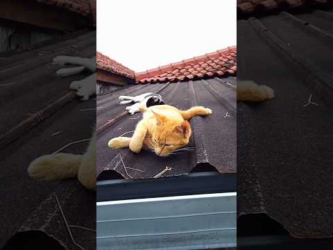 🐱🐱#viralcats #kucingorens #kucingbelang #funnycats