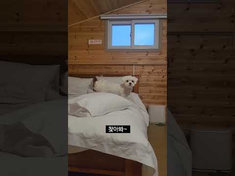 공놀이 하다가 냅다 승질내는 말티즈ㅋㅋㅋㅋㅋ🤣🤣 #shorts