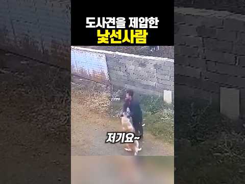 도사견을 제압한 <strong>낯선사람</strong> ㄷㄷ