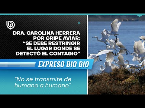 Dra. Carolina Herrera por Gripe Aviar: “Se debe restringir el lugar donde se detectó el contagio”
