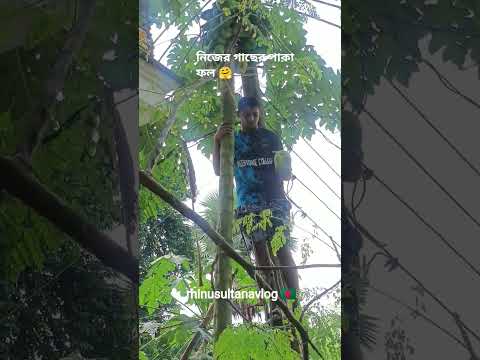 এর চেয়ে শান্তি কি আছে🤗গাছ থেকে পেড়ে খাওয়া#minusultanavlog #food #shorts #reels #vairal #gardening