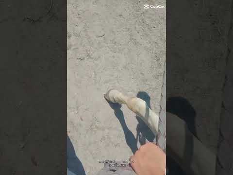 Ma coco…😞💔sa va être dure😭#modelecapcut #cavalierlife #sad #capcut #horse #amour 