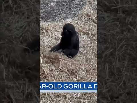 2-year-old gorilla 'Eyare' dies unexpectedly at Calgary Zoo #gorilla  #CalgaryZoo