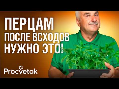 ПЕРЦАМ ПОСЛЕ ВСХОДОВ ОБЯЗАТЕЛЬНО! Рассада будет коренастой, здоровой и урожайной