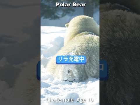 まんまるお尻のホッキョクグマ只今充電中 #Polarbear #ホッキョクグマ #shorts