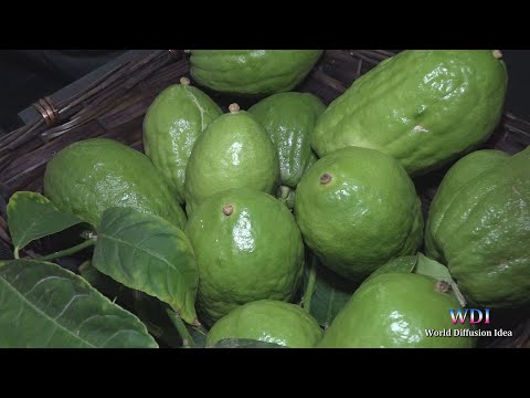 Santa Maria del Cedro: seconda serata del Mediterraneo Cedro Festival