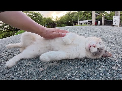 黒猫とシャム猫の神主さんが夕方の神社をパトロールする