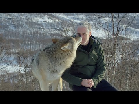 Accepted into a Wolf Pack | Snow Animals | BBC Earth