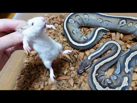 拒食の蛇を目覚めさせるために生きたネズミを入れてみると