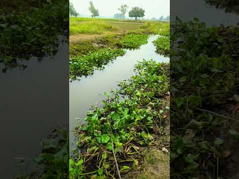 fishing by hook to catch big#firstvlog #fish