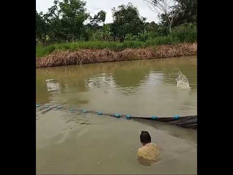 Captamos un yamu volador!