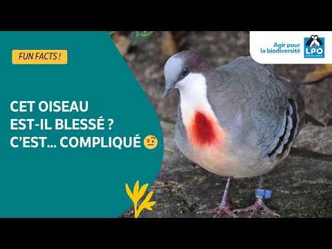 Non, cet oiseau ne saigne pas ! #funfacts