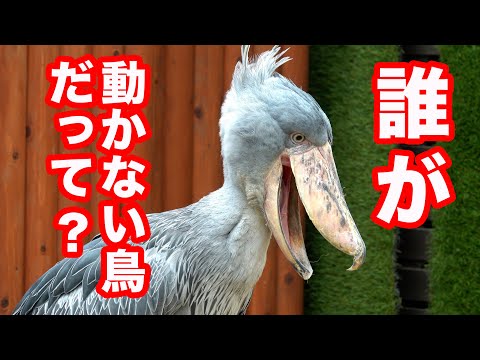 朝から結構動くよ!ハシビロコウふたばちゃん♡その後踊るよ!【夏のふたば2025-4】Futaba, Shoebill  summer 2025-4