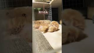 こねこVSリボン