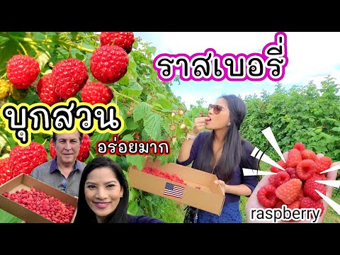 เก็บราสเบอรี่กินสดๆจากต้น-/-ชี เก็บราสเบอรี่กินสดๆจากต้น-/-ชี