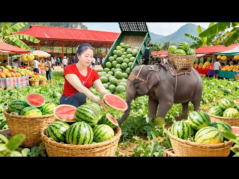 Buying 1000+ Watermelons & Oranges with a Truck for Tet Market!