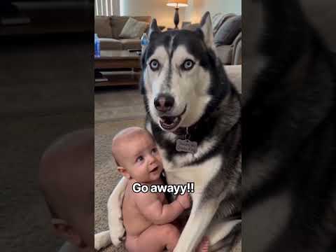 I am not giving <strong>back</strong> the <strong>baby</strong> 🤣#Dogs  #fypシ゚viralシ #sheldonthedramaking #husky #viralpost
