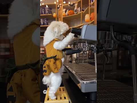 Halloween event at a cafe#Dog #Cute #Halloween #Cafe #Maltese #犬 #可愛い #ハロウィン #チワマル #ai #sora #sora2